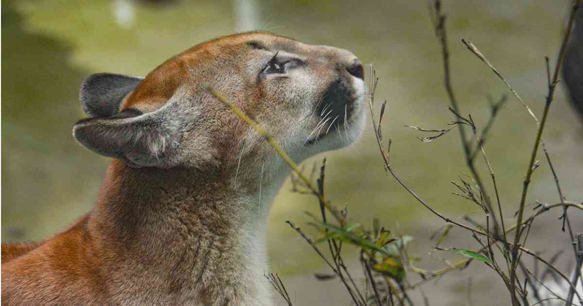 Este puma es uno de los 'inquilinos' en el Zoológico de Cali. 
