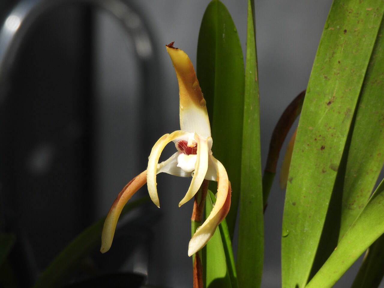 Oarquídea Prosthechea Crassilabia