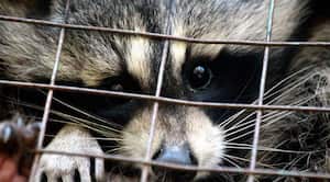 Por medio de una carta, WWF solicita el cierre de mercados de fauna silvestre. Foto: Pixabay.