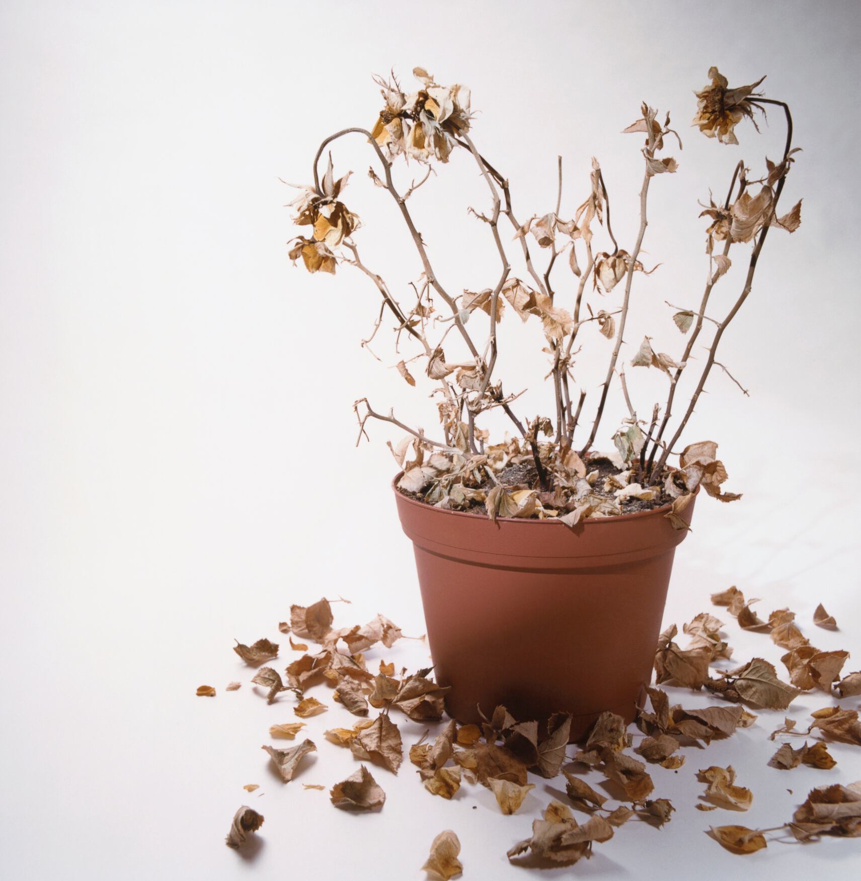 La muerte de la ruda y sus secretos ocultos: Una inmersión profunda en las creencias que rodean este fenómeno intrigante.