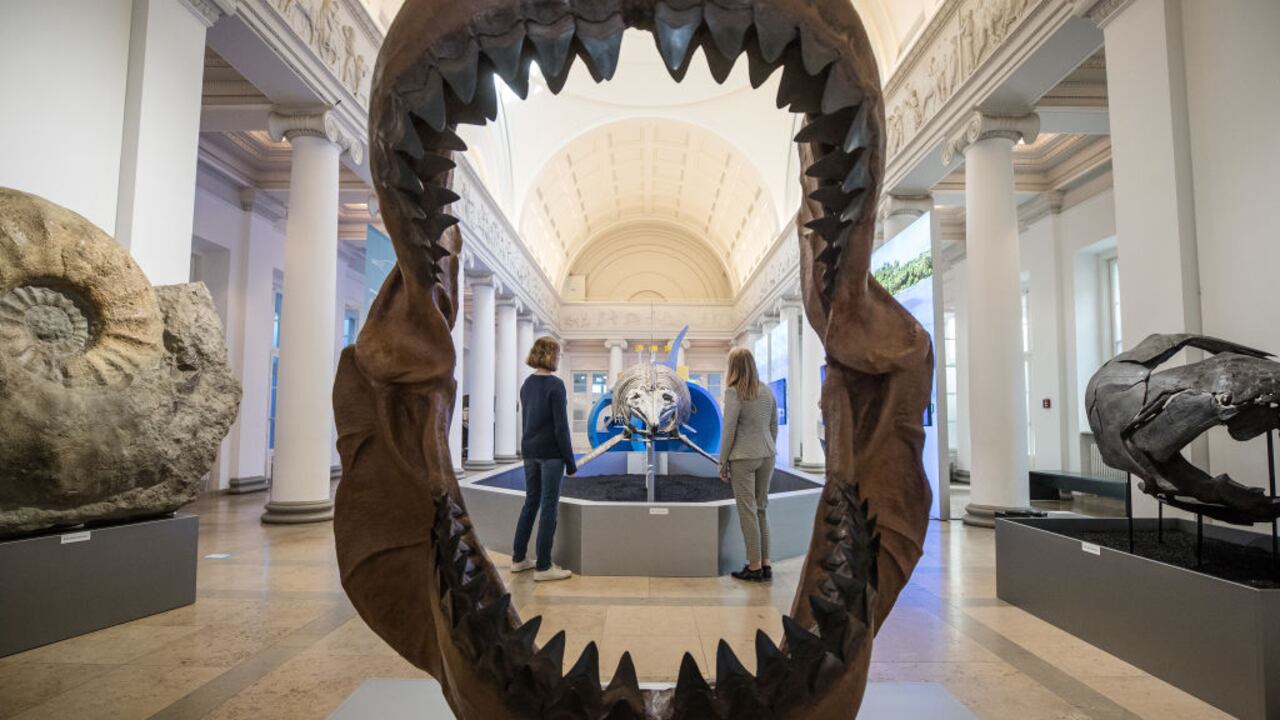 23 de octubre de 2019, Baden-Wuerttemberg, Stuttgart: Los visitantes del Museo de Historia Natural pueden ver el esqueleto de un ictiosaurio en la exposición especial "Enorme en el mar", mientras que los dientes de un megalodón (tiburón prehistórico) pueden verse en primer plano . Del 24 de octubre de 2019 al 14 de junio de 2020, la exposición en Schloss Rosenstein muestra la diversidad, las dimensiones, las adaptaciones y los logros de los gigantes de los océanos. Foto: Christoph Schmidt/dpa (Foto de Christoph Schmidt/Picture Alliance vía Getty Images)