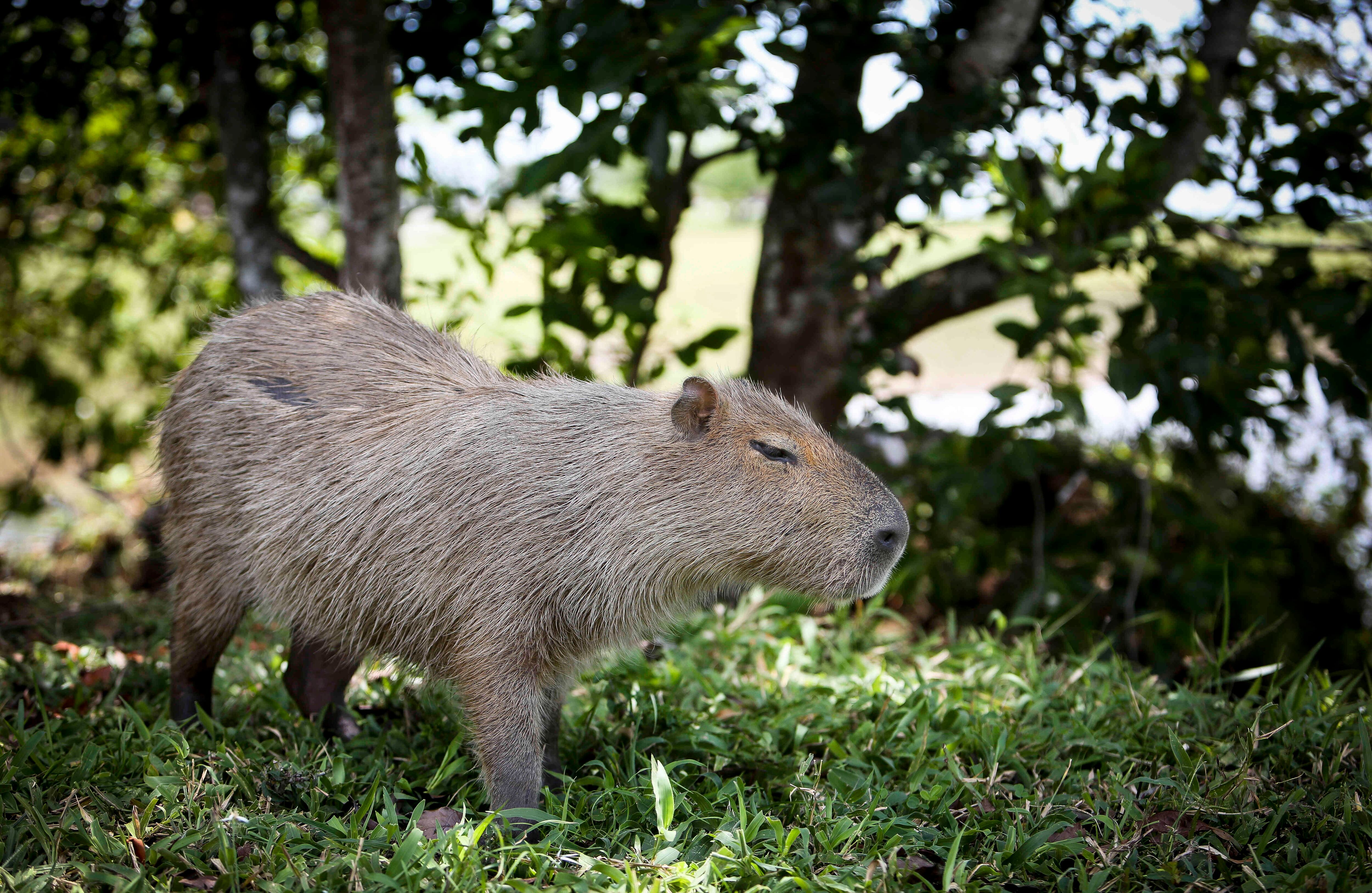 La carne de chigüiro era uno de los platos típicos del departamento pero con la sequía que trajo el fenómeno de El Niño en 2015 una población incalculable de estos animales murió y desde entonces está prohibida su caza y la comercialización de su carne, por lo que en ningún asadero del llano lo ofrecen como plato.  Foto: Esteban Vega La-Rotta