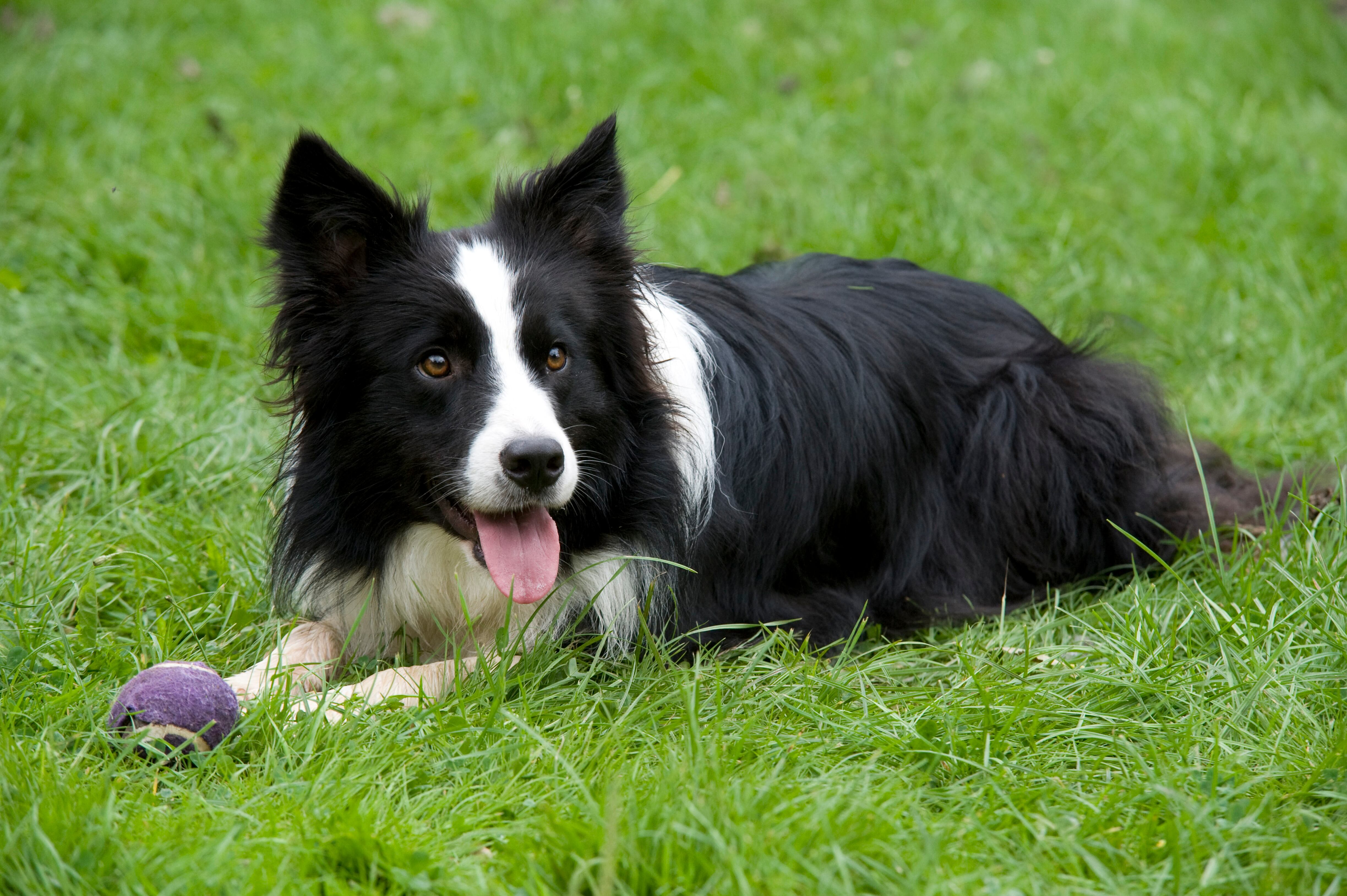 Perro Border Collie (Foto Getty)