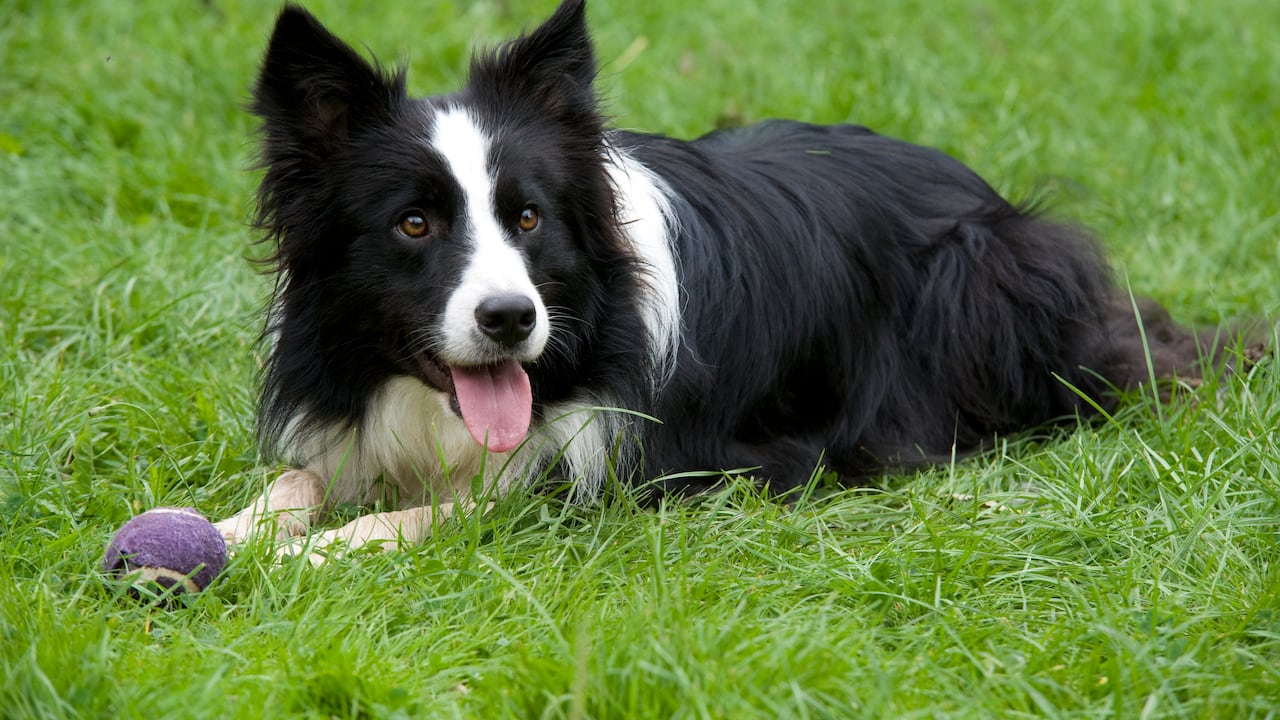 Perro Border Collie (Foto Getty)