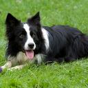 Perro Border Collie (Foto Getty)