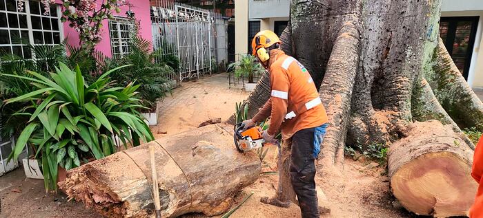Las talas de árboles solo deben realizarse cuando estos individuos estén en riesgo.