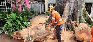 Las talas de árboles solo deben realizarse cuando estos individuos estén en riesgo.