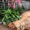 Las talas de árboles solo deben realizarse cuando estos individuos estén en riesgo.