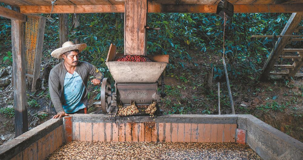 Decir café es decir esperanza. El grano es sinónimo de este país y su historia. La geografía colombiana está presente en su fragancia.