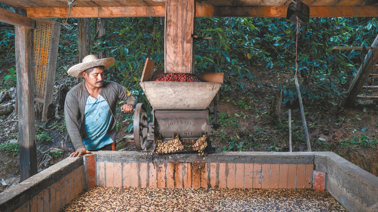 Decir café es decir esperanza. El grano es sinónimo de este país y su historia. La geografía colombiana está presente en su fragancia.