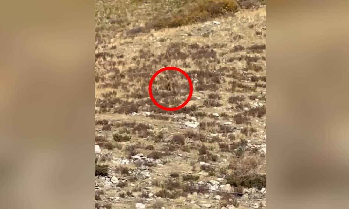 Pareja afirma haber grabado a pie grande en Colorado