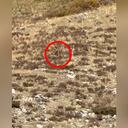 Pareja afirma haber grabado a pie grande en Colorado