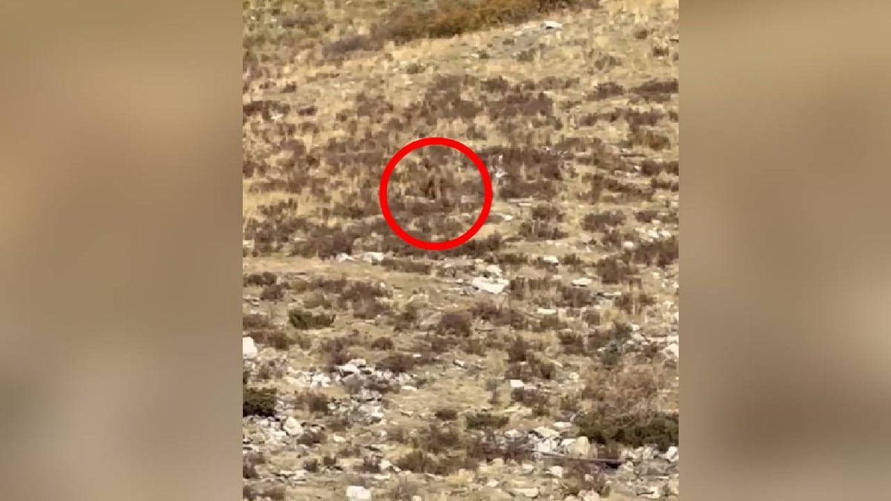 Pareja afirma haber grabado a pie grande en Colorado