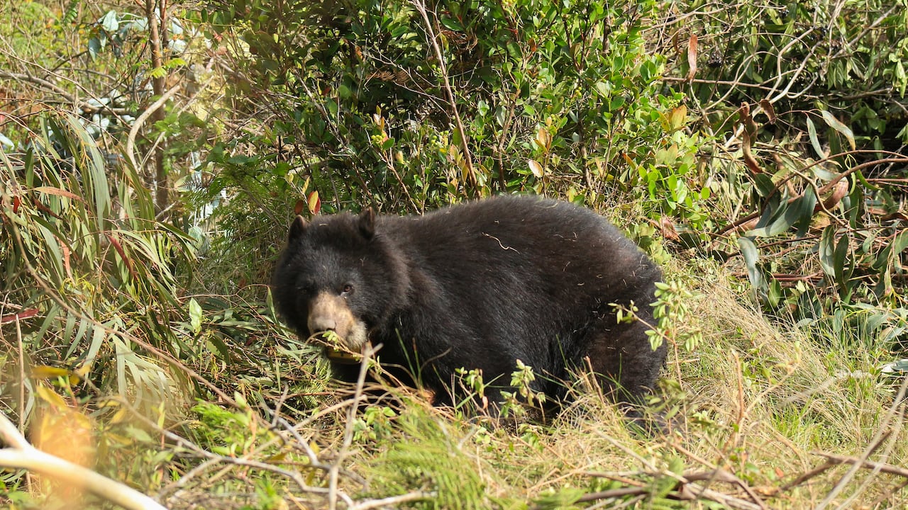 Adriana Reyes y Daniel Rodríguez participaron en la reciente liberación de la osa Pensilvania en la Reserva Natural de la Sociedad Civil Corazón de la Montaña (Boyacá).