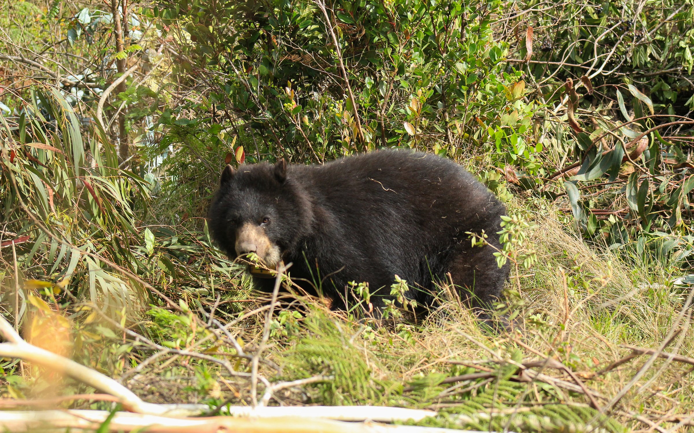 Adriana Reyes y Daniel Rodríguez participaron en la reciente liberación de la osa Pensilvania en la Reserva Natural de la Sociedad Civil Corazón de la Montaña (Boyacá).