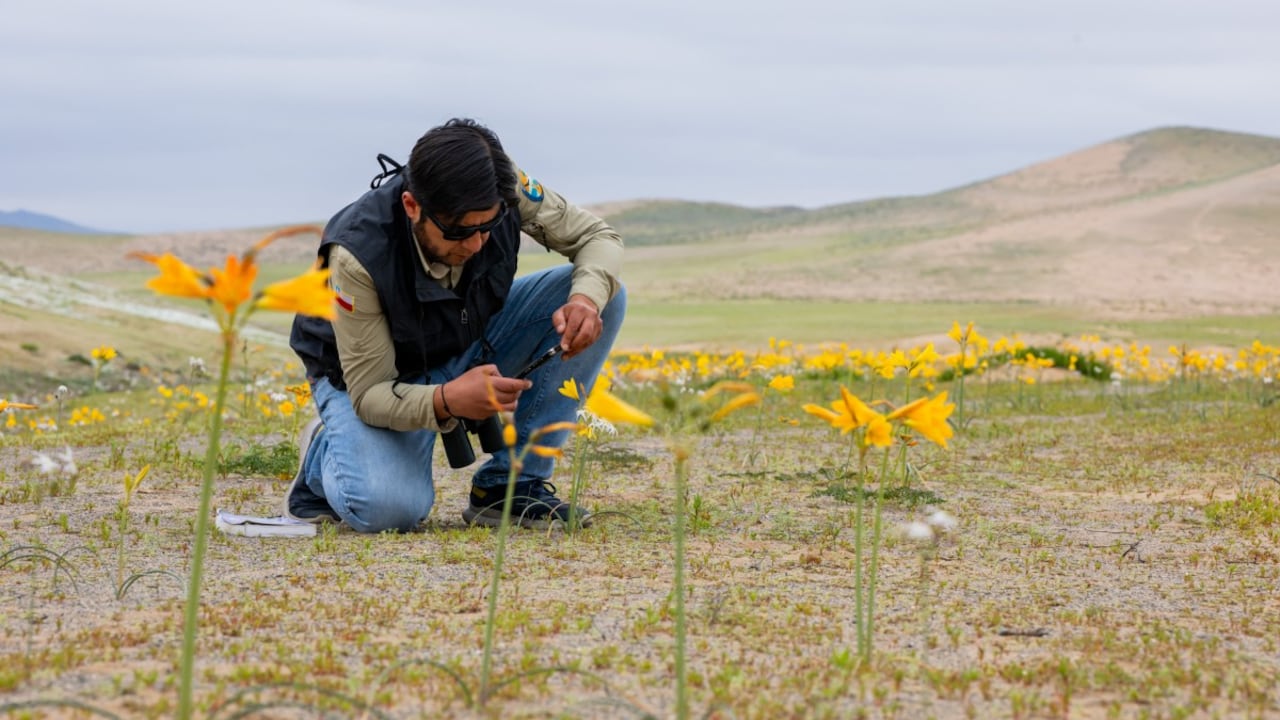 Miles de flores comenzaron a cubrir el desierto tras las precipitaciones registradas en Chile.