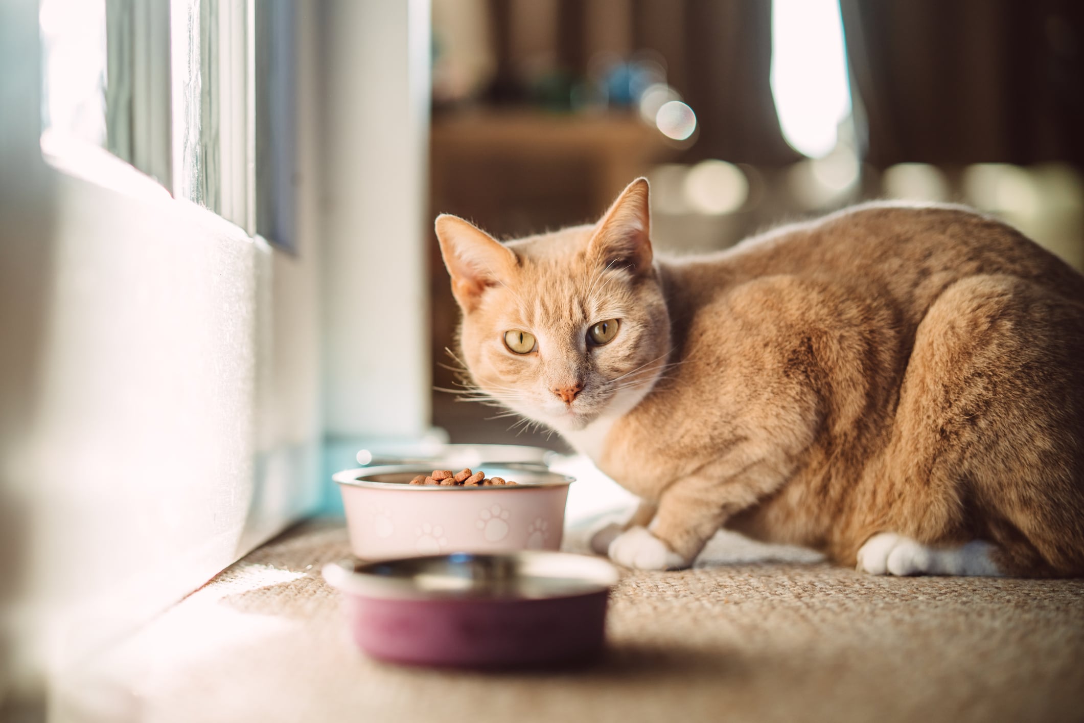 Gato comiendo