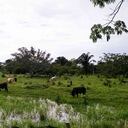 En 58 años, la Isla del Charo, bañada por las aguas de los ríos Arauca y Madrevieja en Saravena, perdió 96,3 por ciento de su bosque. La ganadería fue la gran responsable de que hoy luzca como una planicie.