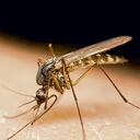 Así es el mosquito "Aedes aegypti", causante del zika.