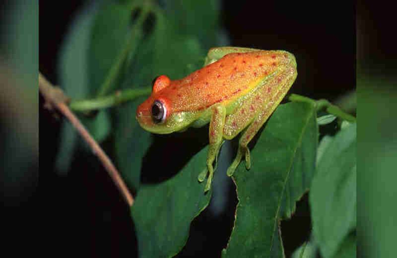 Hypsoas Punctatus - Juan Manuel Rengifo.