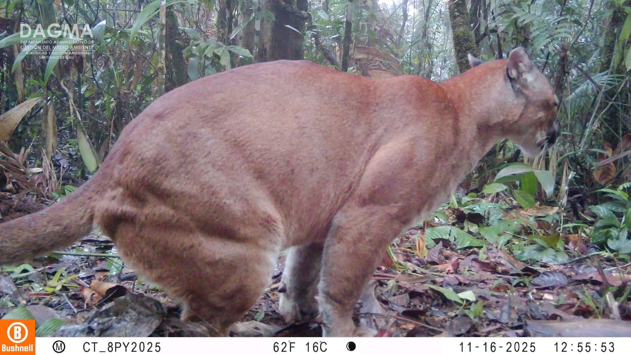 Especies captadas a través de cámaras trampa en Cali