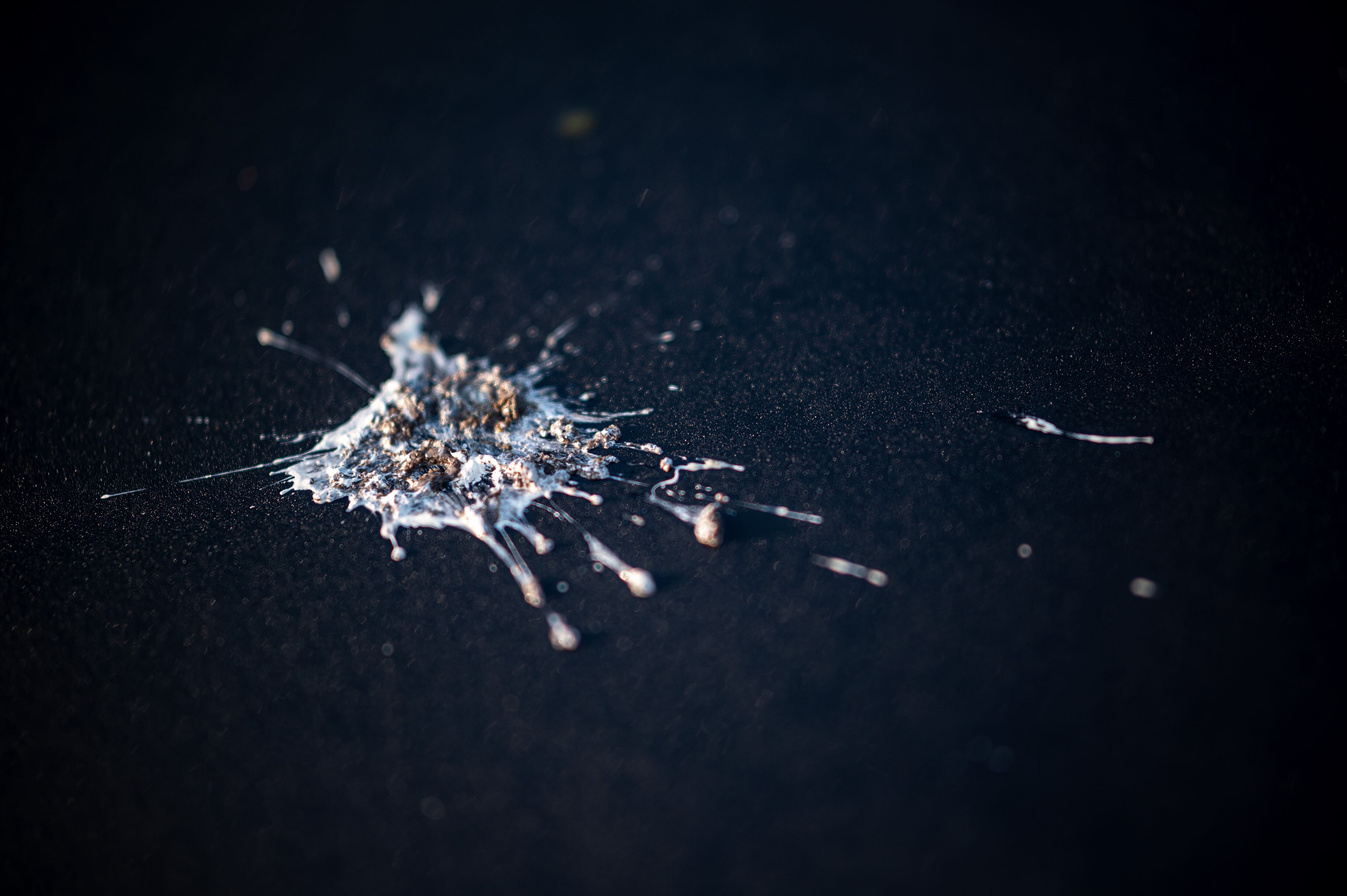 El excremento de pájaro es uno de los enemigos número 1 de la pintura de los carros.