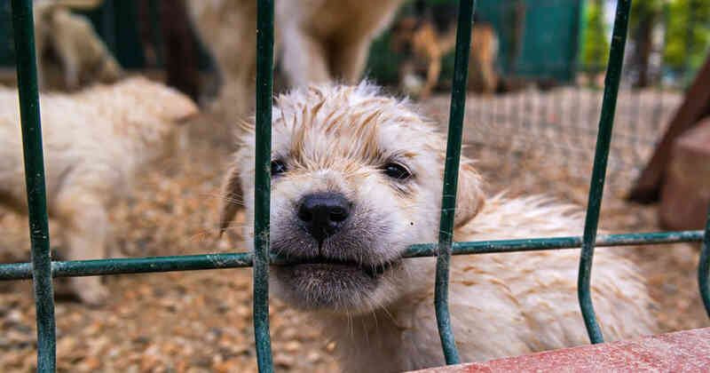 Venta de mascotas genera polémica.