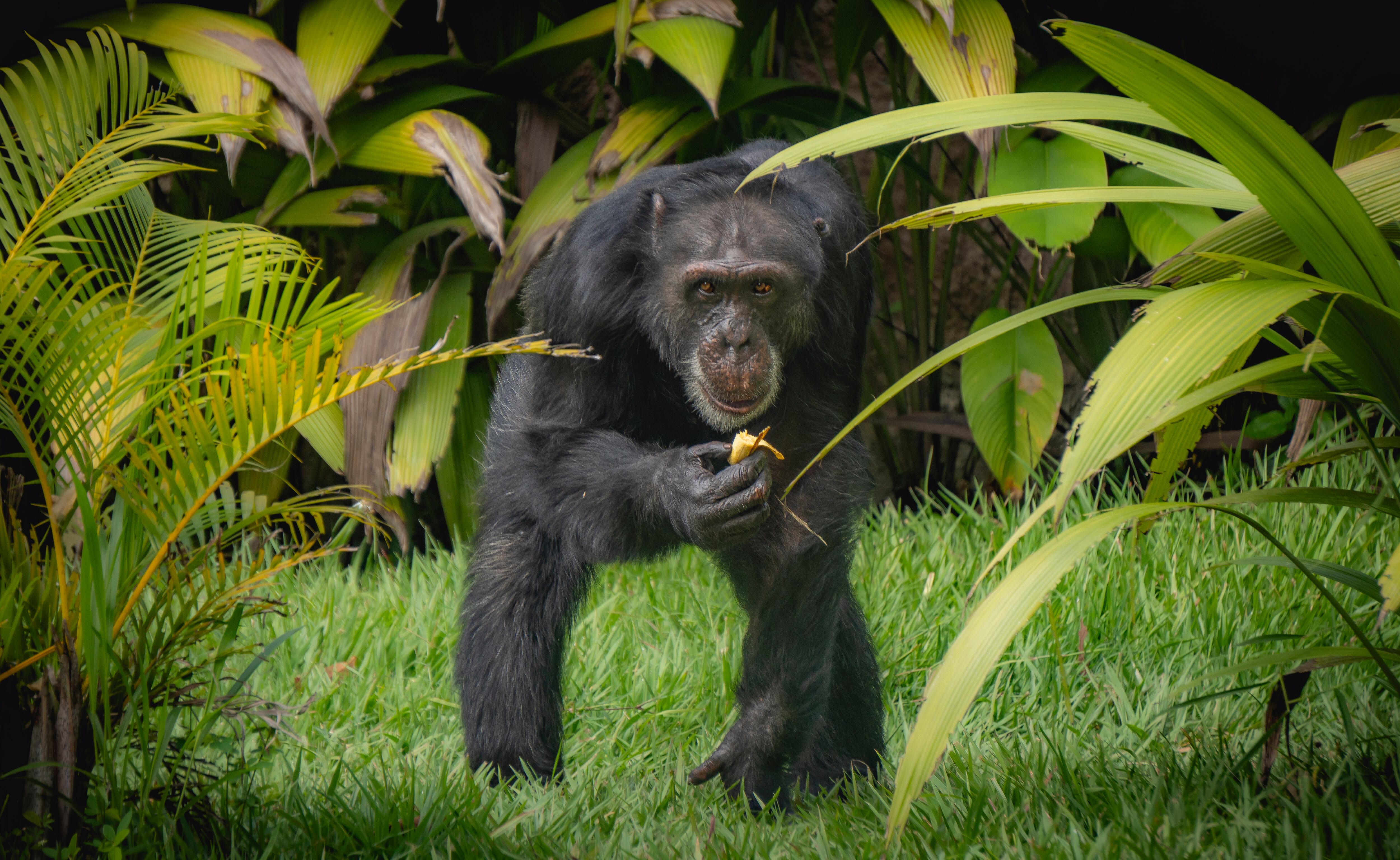 Yoko, el último chimpancé en cautiverio en Colombia.