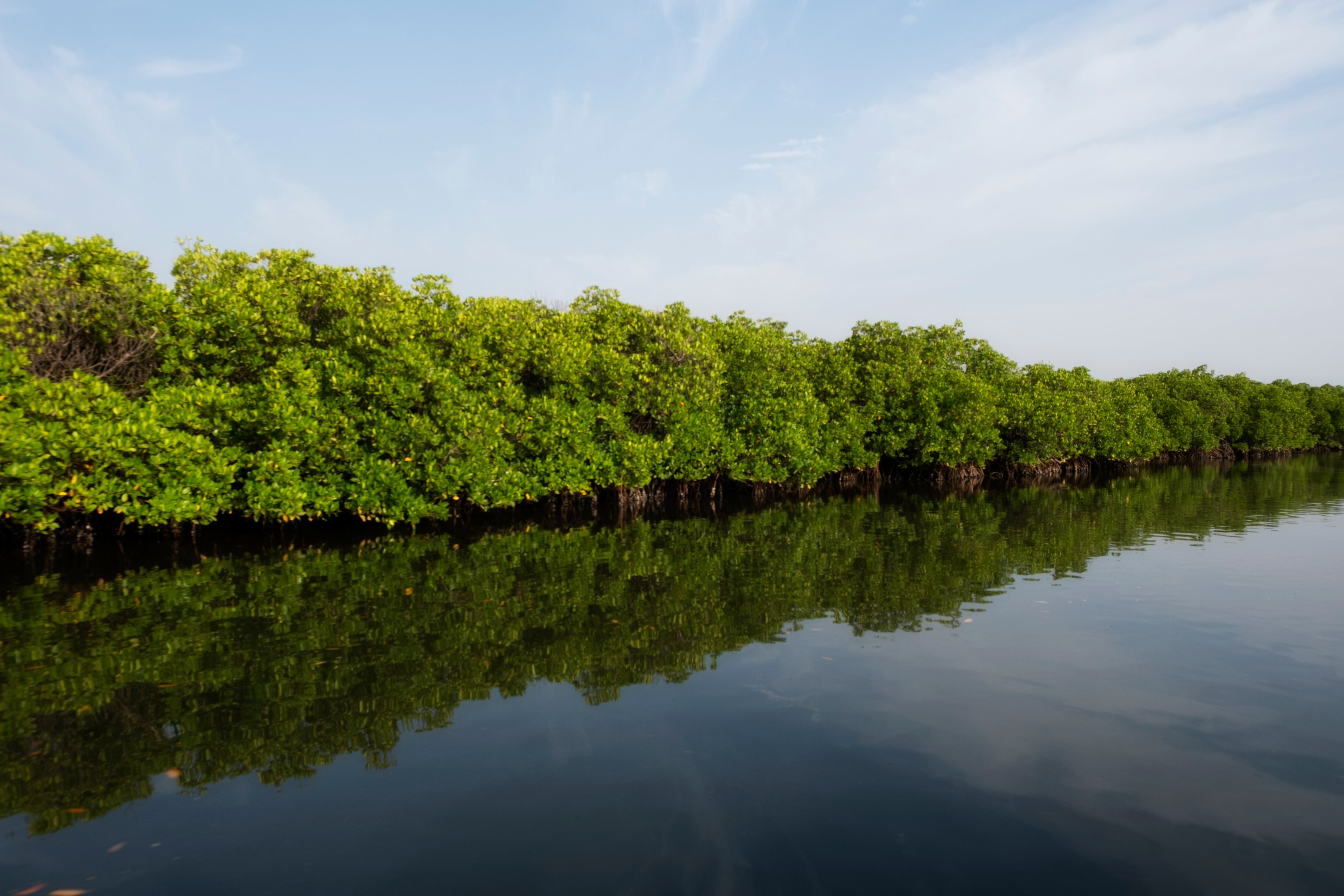 El cuidado y la preservación de los manglares es fundamental, pues contribuyen a la captura de CO2.