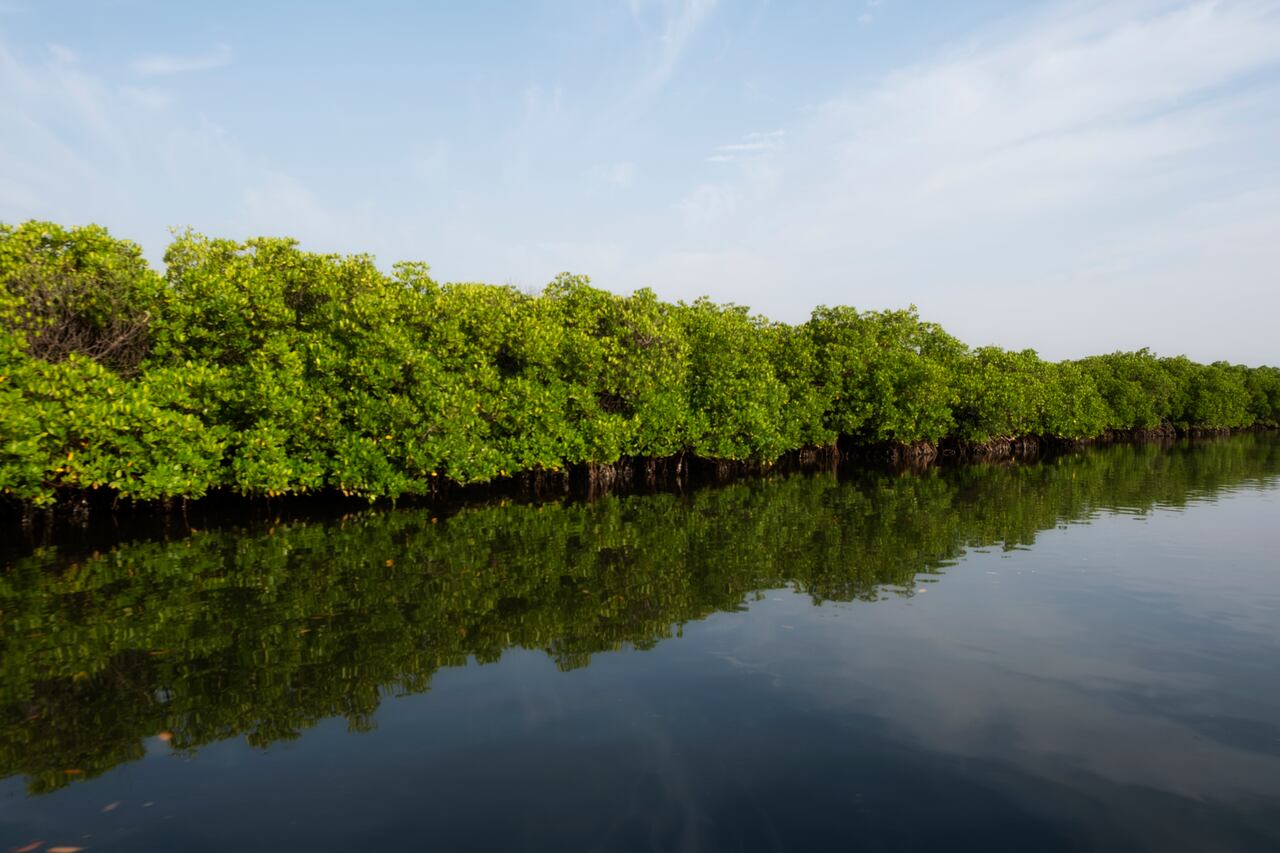 El cuidado y la preservación de los manglares es fundamental, pues contribuyen a la captura de CO2.