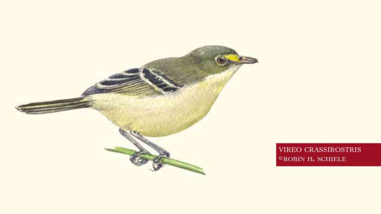Ave Vireo crassirostris o Vireo de Providencia. Foto: Robin H. Schiele - Colombia hoy