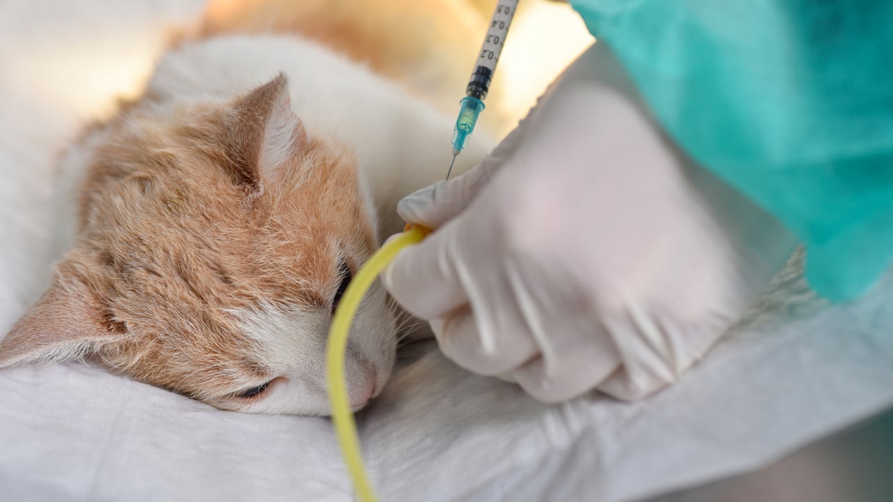 La insuficiencia renal crónica es uno de los padecimientos más frecuentes de los gatos.