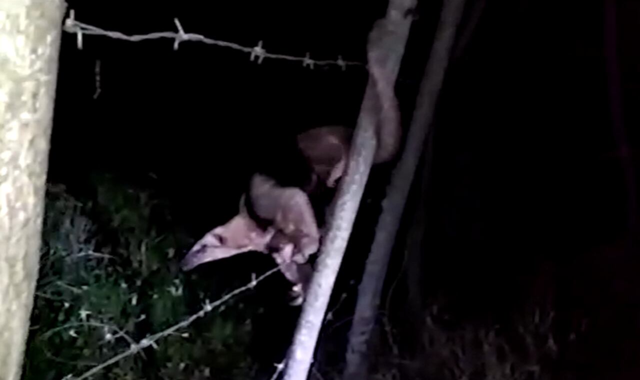 Los hechos se registraron en una finca de la vereda El Tambor, que pertenece al municipio de La Merced, Caldas