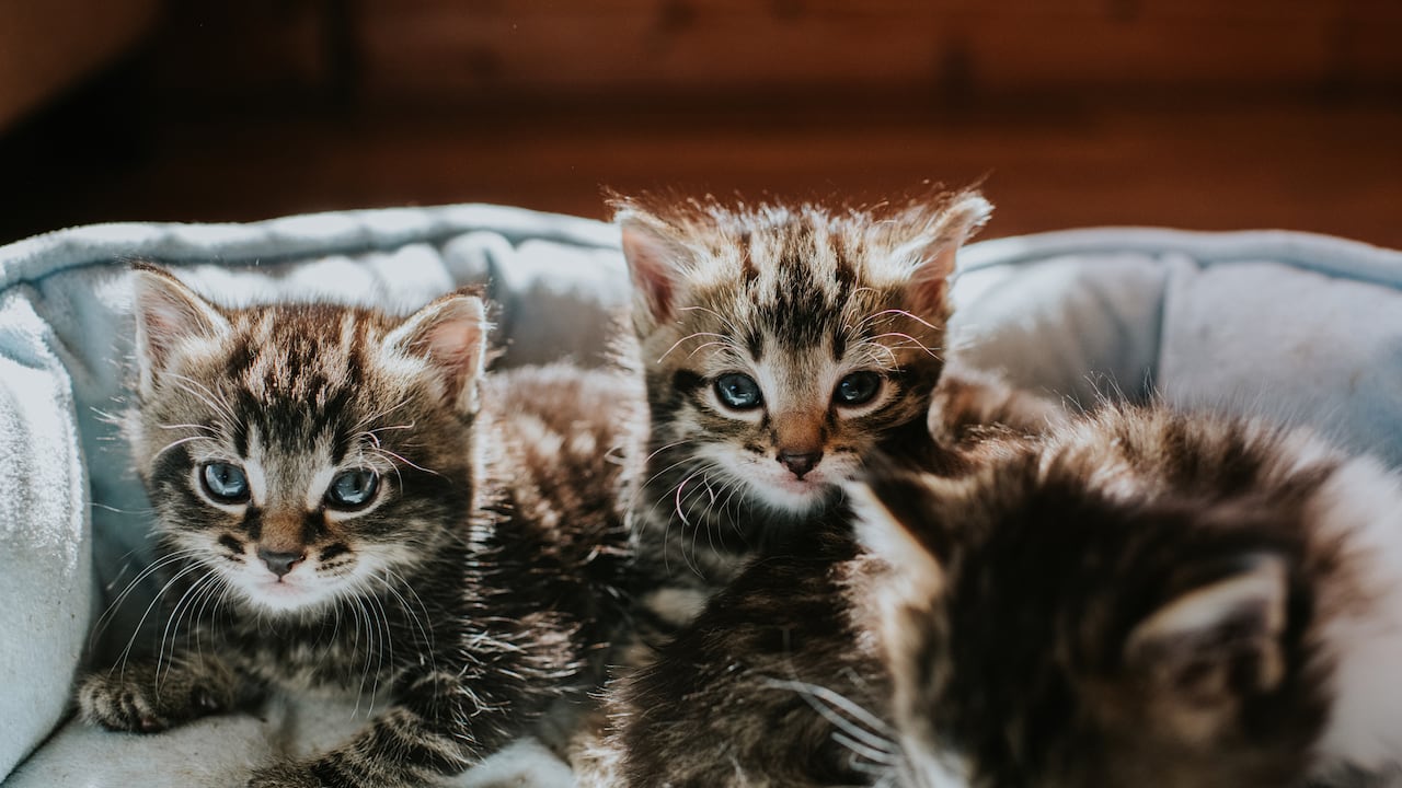 Los gatos pequeños requieren de cuidados especiales.