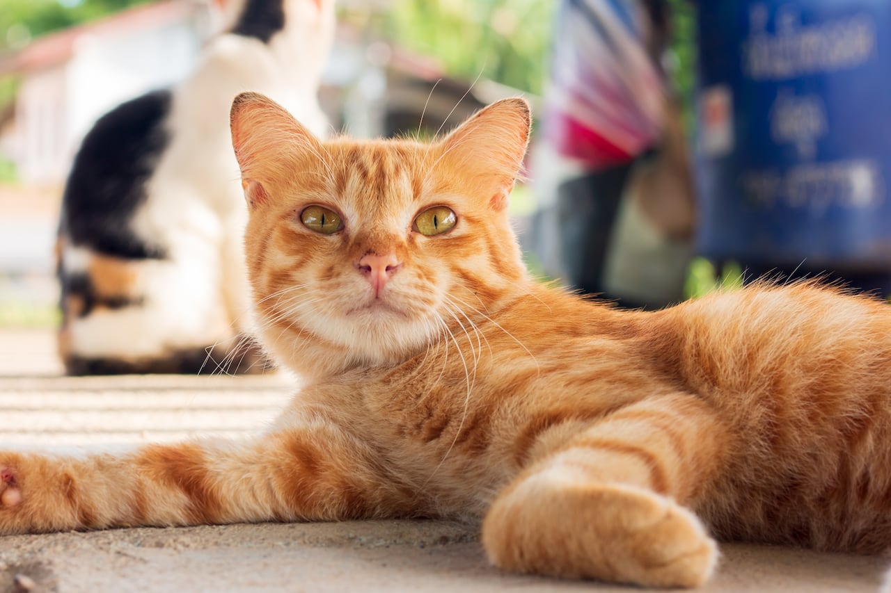 Los gatos son cazadores por naturaleza, con sentidos agudos y habilidades para la caza, incluyendo acechar y atrapar presas,