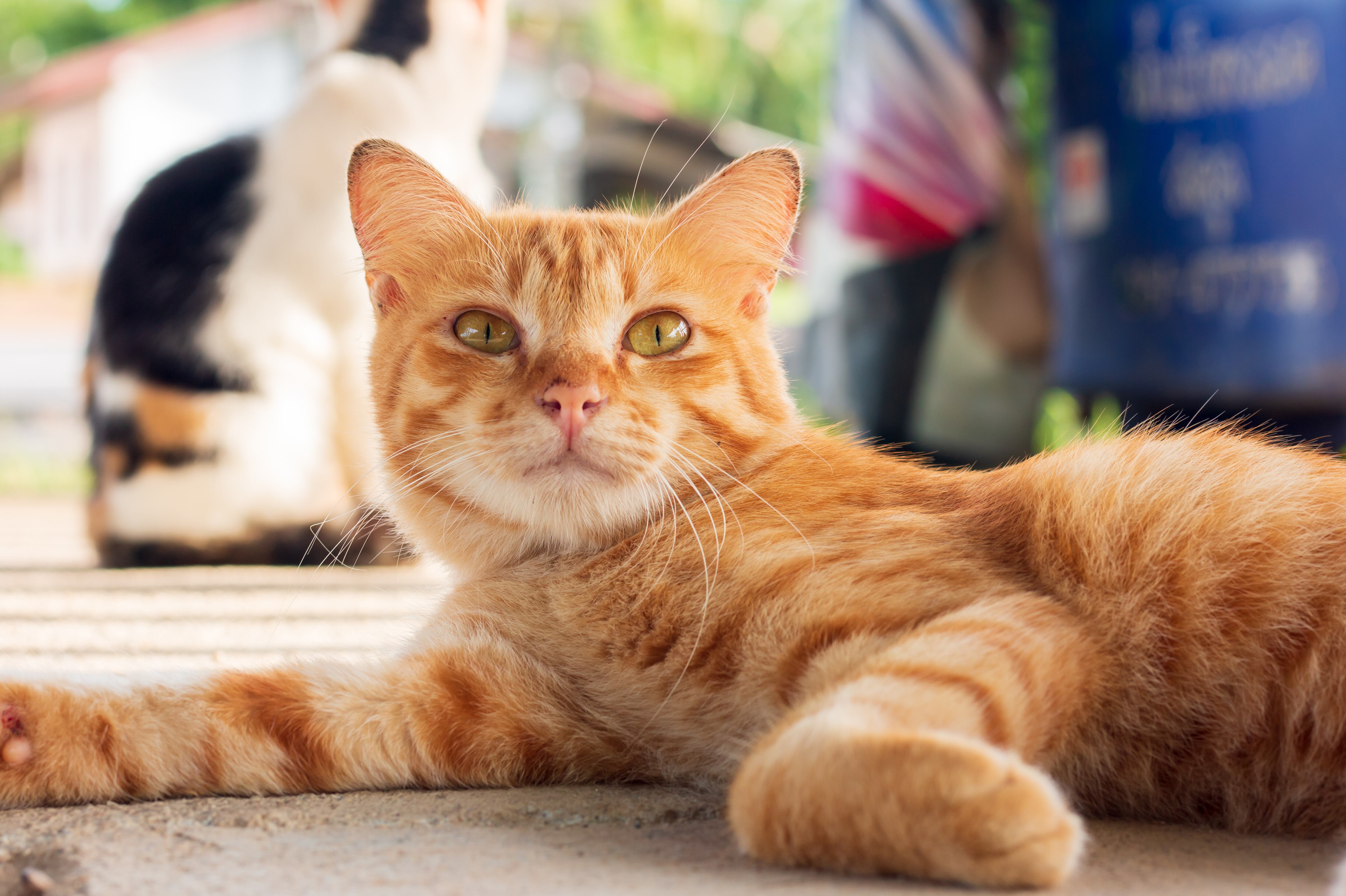 Los gatos son cazadores por naturaleza, con sentidos agudos y habilidades para la caza, incluyendo acechar y atrapar presas,