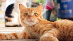 Los gatos son cazadores por naturaleza, con sentidos agudos y habilidades para la caza, incluyendo acechar y atrapar presas,