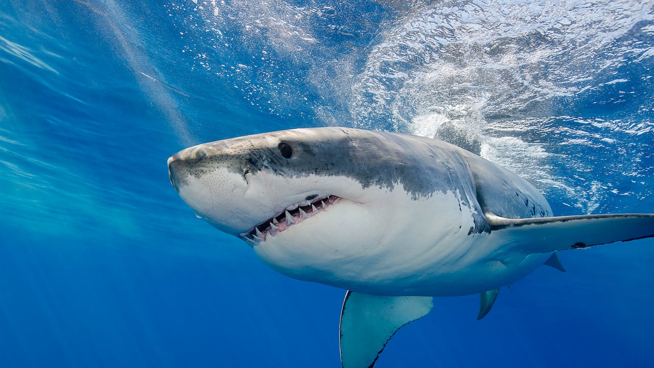 ¿Los tiburones son clave los océanos y el clima?