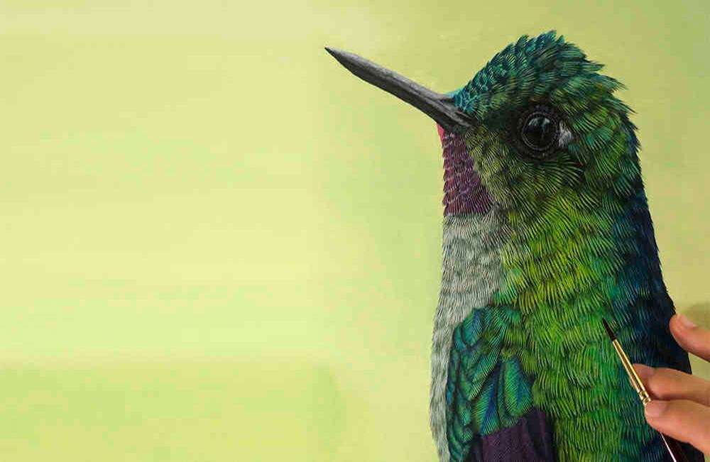 Silfo celeste o cometa colivioleta, una especie de ave que se encuentra en Colombia y Ecuador. // Valentina Nieto Fernández