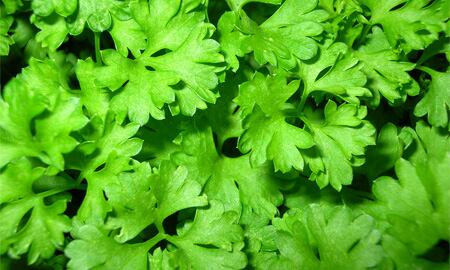 Esta planta es rica vitamina A, C, K y toda la familia de las vitaminas B, lo cual le otorga excelentes propiedades antioxidantes y antibacterianas.