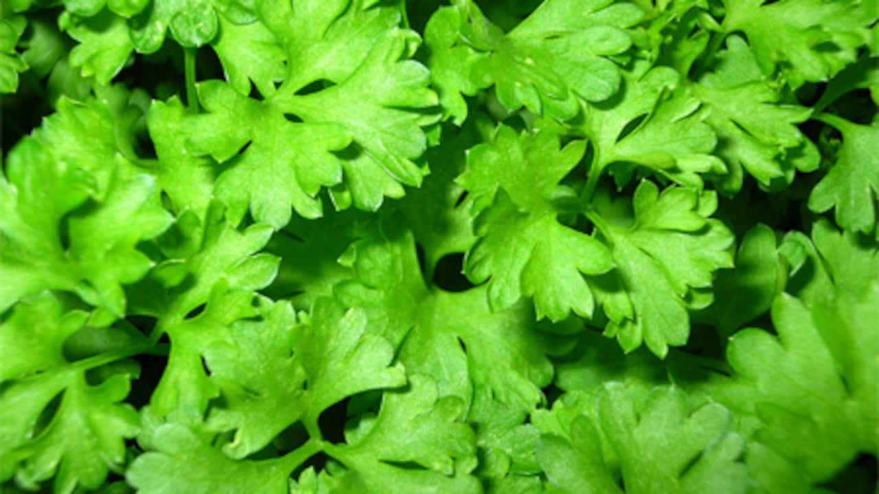 El perejil a menudo es utilizado en la preparación de ensaladas o guarniciones.