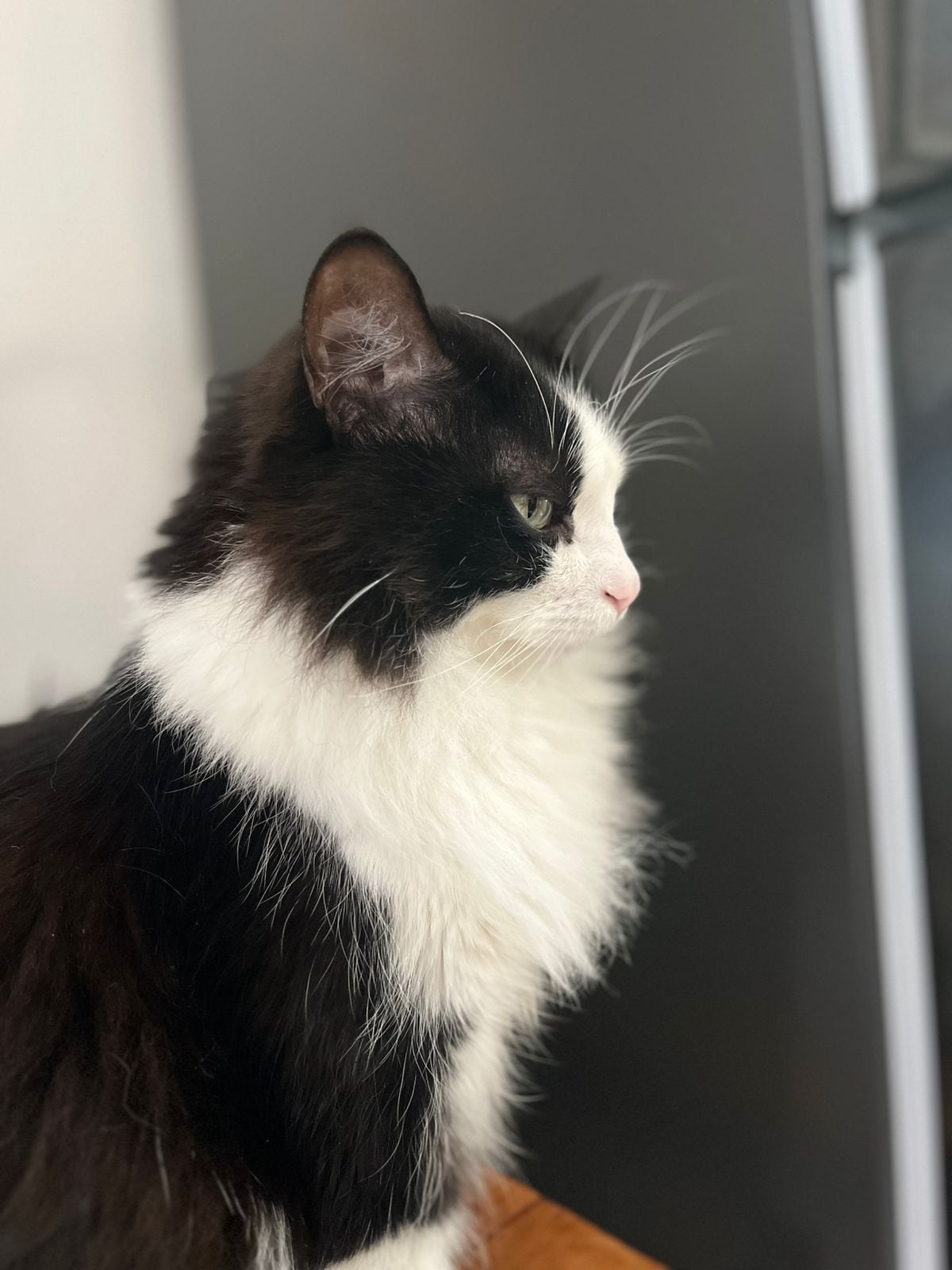 Razón por la que no debería darle leche a su gato.