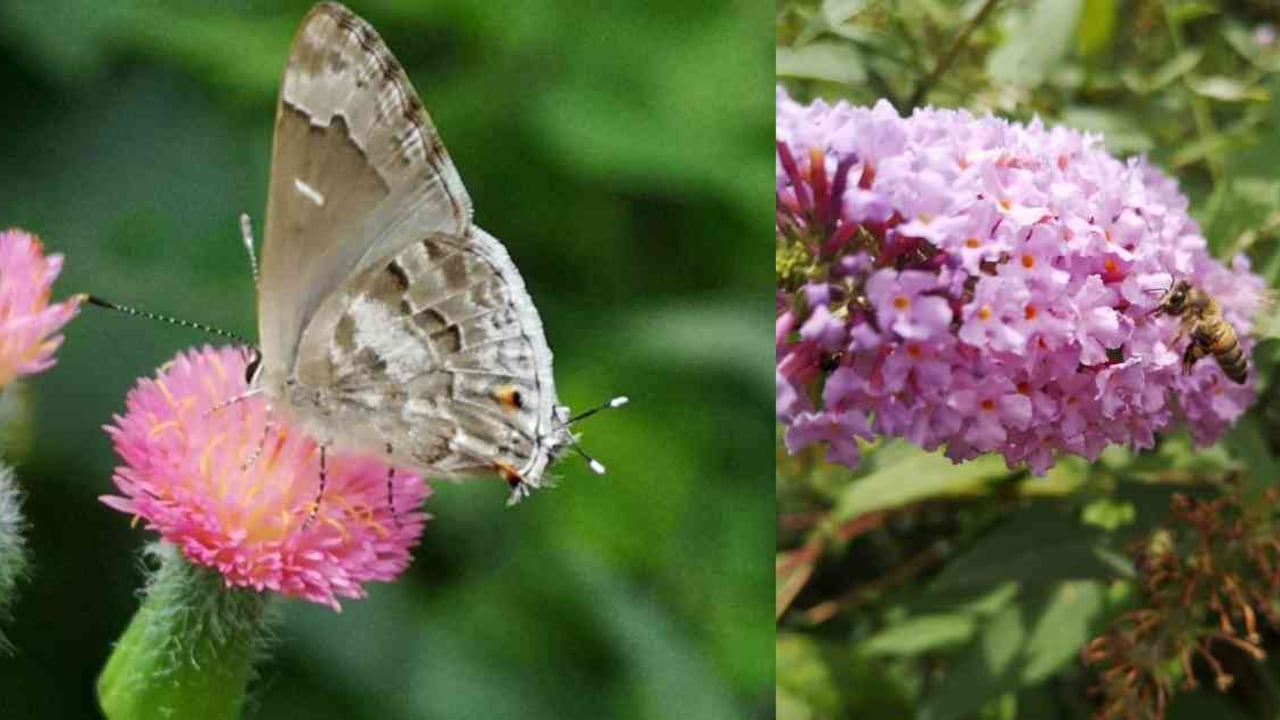 Los jardines de Medellín atraen a polinizadores como mariposas y abejas. Fotos: Alcaldía de Medellín.