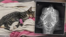 El estado de salud de ‘Yeloko’ el gato agredido