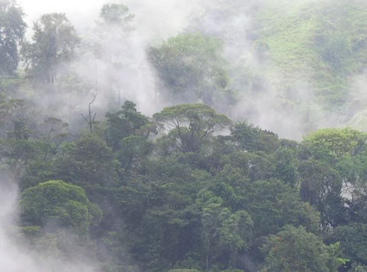 Advierten del fracaso del mercado de los 'créditos de carbono'