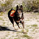 Perros de búsqueda y rescate