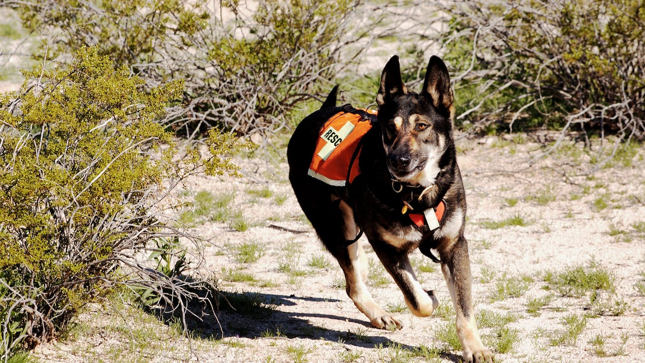 Perros de búsqueda y rescate