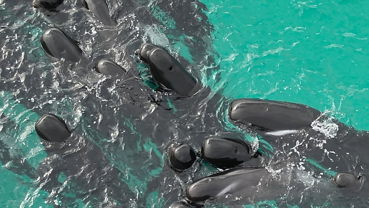 Las ballenas están encalladas y la mitad de ellas ya ha muerto preocupando a las autoridades.