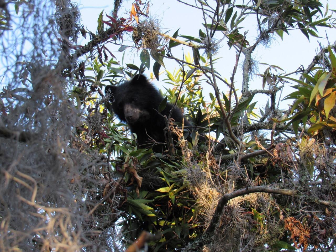 Osa andina llamada Pensilvania