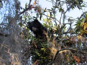 Pensilvania fue rescatada por varias entidades ambientales y luego fue reubicada en el Santuario del Oso de Anteojos de la Fundación Bioandina.